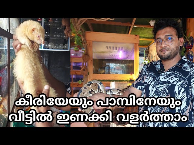 കീരിയേയും പാമ്പിനേയും വീട്ടിൽ ഇണക്കി വളർത്താം|ball python malayalam |