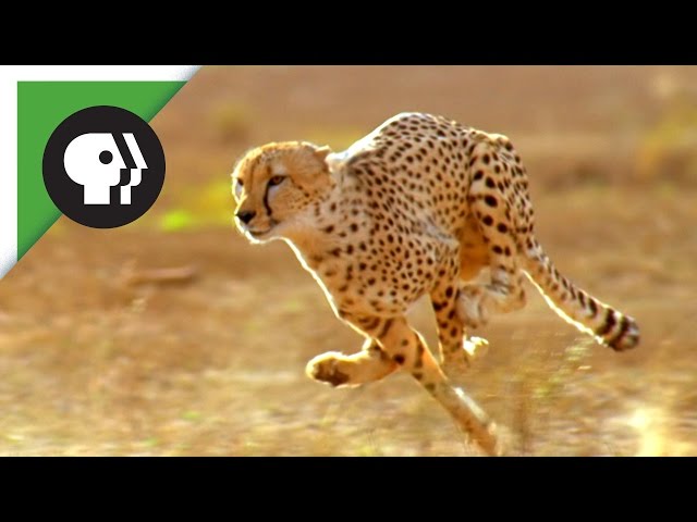 Did the American Cheetah Make the Pronghorn Fast?