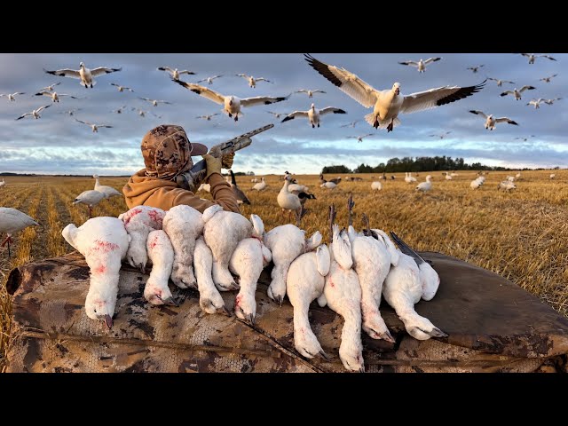 Our First Migrator Snow Goose Hunt Of The Year!