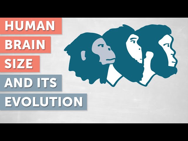 Human Brain Size and its Evolution explained by Wieland Huttner