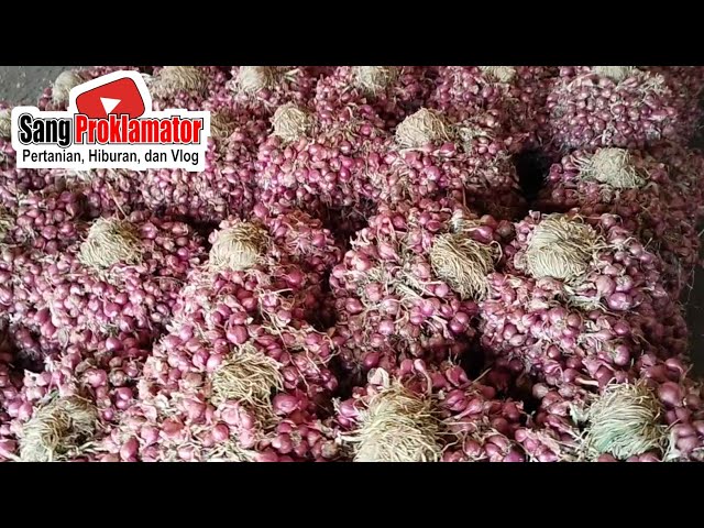 SHOCKING, BOSS...!!! SHALLOT PRICES TODAY, SATURDAY, 8/29/2026 AT PROBOLINGGO MARKET