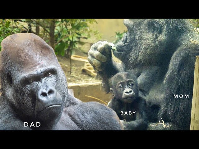 Mom Gorilla getting irritated with the Silverback | GENKI & MOMOTARO | Kyoto Zoo