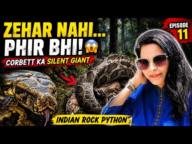 Indian Rock Python: Zehar Nahi... Phir Bhi Dangerous! 🐍 | Corbett Animal Series Ep. 11