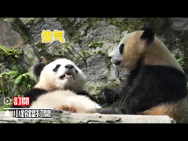 第一次在大熊貓臉上看到氣鼓鼓的表情 | iPanda熊貓頻道《熊貓早晚安》