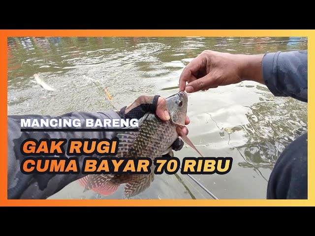 mancing bareng kolam ikan nila ternyata ganas banget strikenya, cuma bayar 70 ribu #mancingbareng
