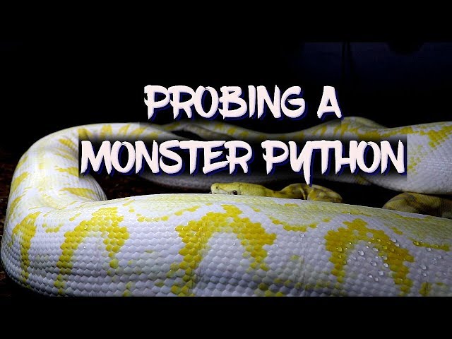 Probing a huge reticulated python - Boy or Girl?