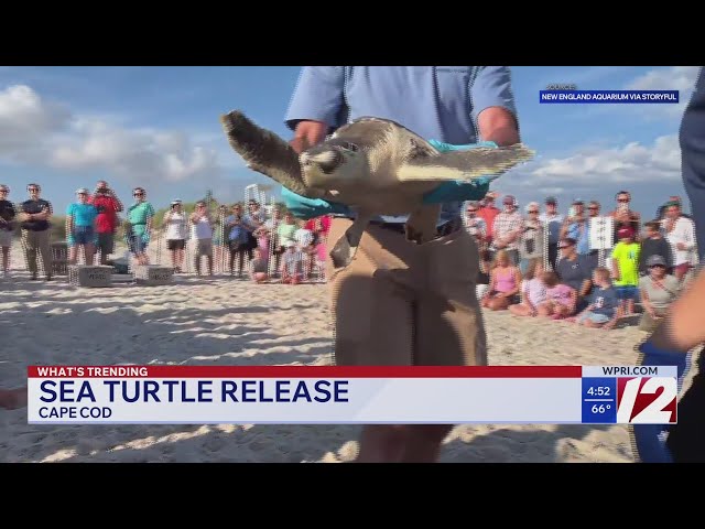 Sea turtles released in Cape Cod