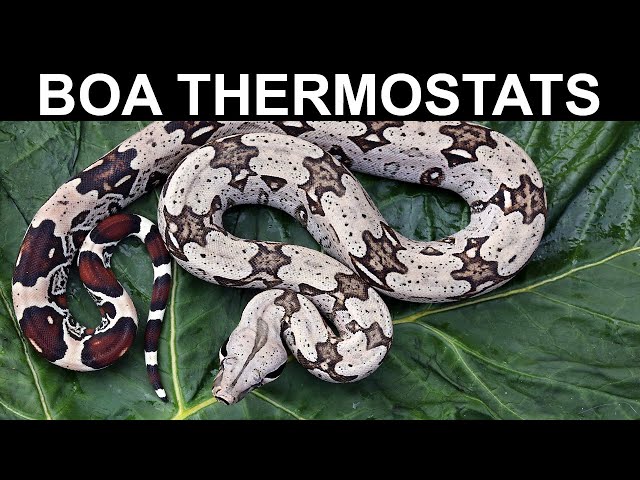 Themostats for your Pet Boa or Reptile: Which Type Works Best?