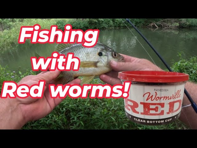 Fishing with red worms.( how to catch shell cracker) (redear sunfish)