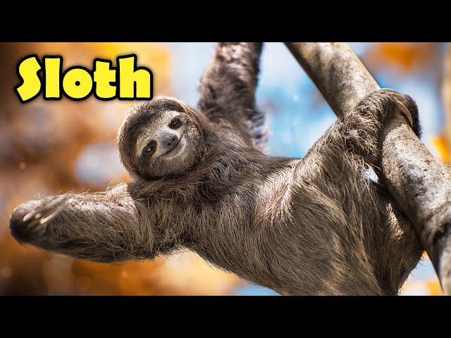 Interesting Facts about The Sloth for Kids!