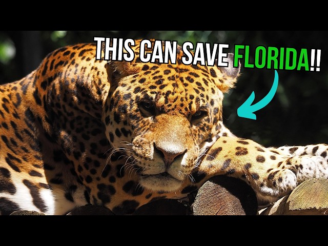 3 Native Predators Can Fix Florida's Invasive Species Problem - Here's How