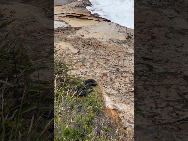 Diamond python on the Bouddi coastal walk #australia #snake #walk #coast #python #snakes #nature