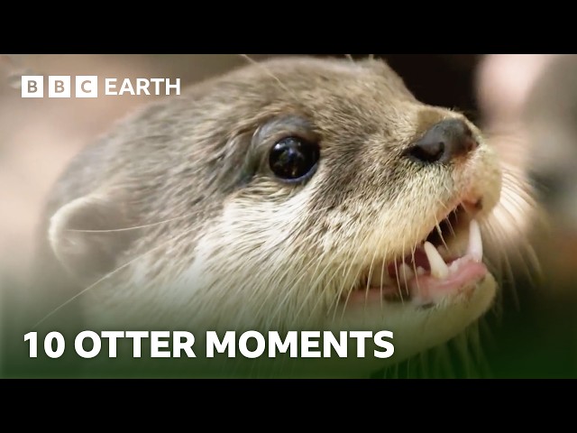Extraordinary Otter Moments | BBC Earth
