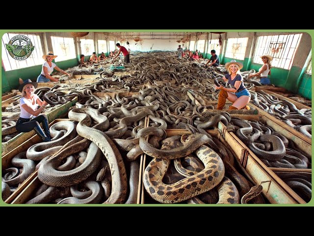 How Millions of Snakes Are Processed - Massive Snake Farming For Skin, Meat & Venom