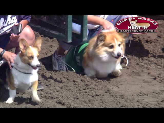 Carreras de Corgis en Canterbury Park, 30 de julio de 2016