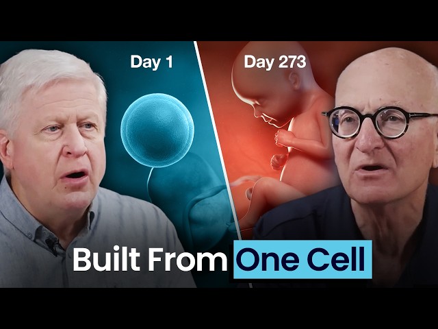 The Impossible Engineering of Human Fetal Development