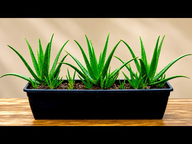 🌸Don't Repot Aloe Vera Until You Know This! 🌱
