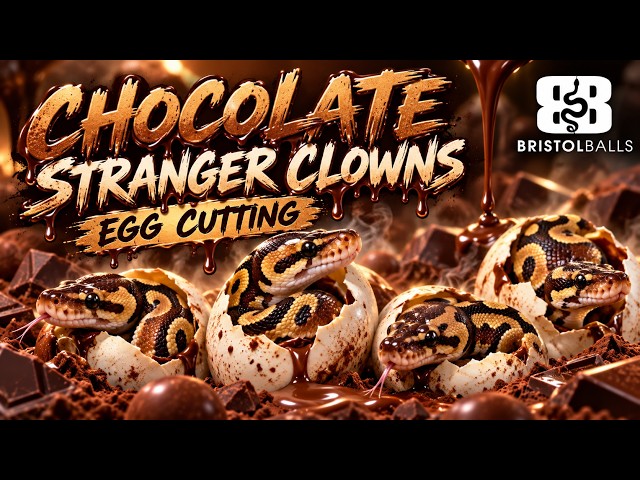Did We Hit CHOCOLATE STRANGER CLOWNS?! | Ball Python Egg Cutting