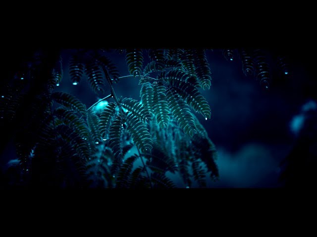 Day for Night sample