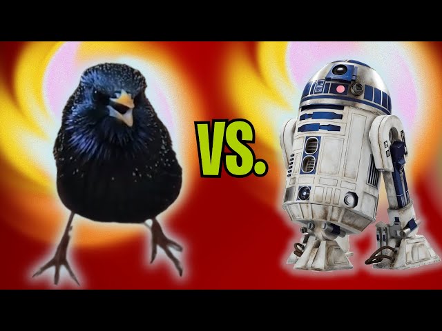 Incredible Starling Mimics R2D2
