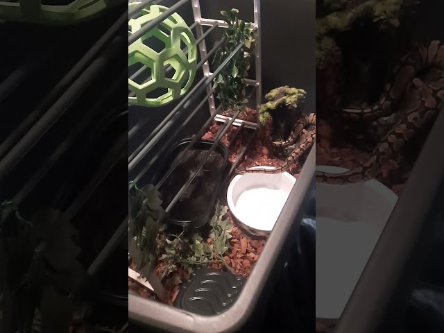 Ball python enrichment