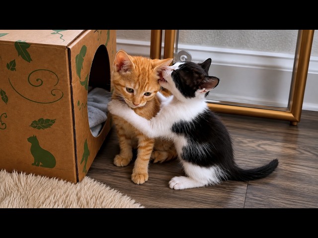 This Is Your Daily Dose Of Cats | Day 102