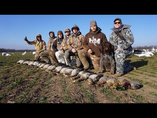 Goose Hunting a Winter Wheat Field and Our Shooting Was On!!