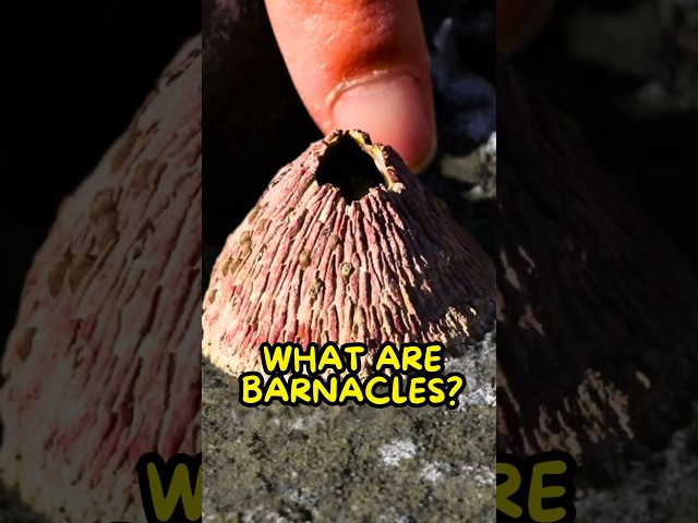 Barnacles Aren’t What You Think🫣