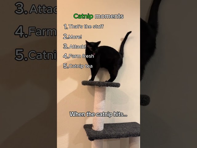 These Cats Just Hit the Catnip HARD 😂 #cat #catvideos #funnycatvideos