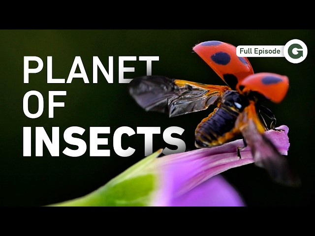 These Tiny Creatures Control Life on Earth | Full Documentary