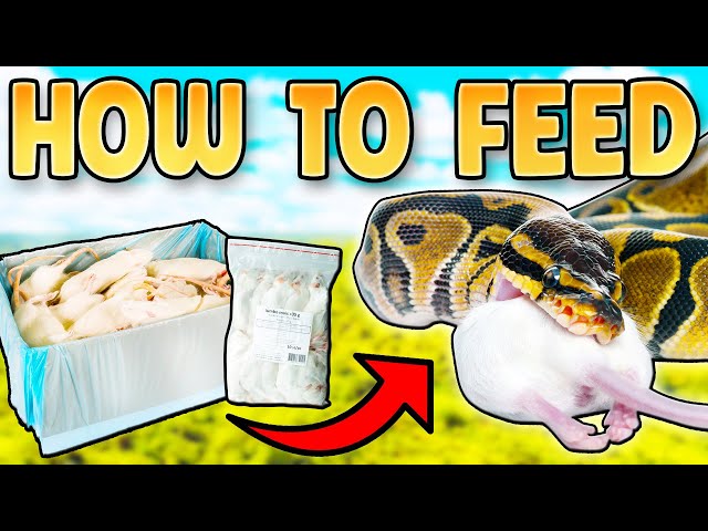 How to Feed a Ball Python: How To Feed a Ball Python Frozen Mice & Rats
