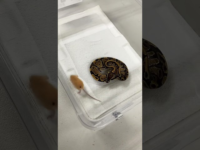 Warning live feeding