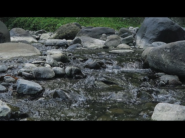 Relaxing River Sounds 🌊 Peaceful Forest Stream for Deep Sleep, Relaxation and Focus 🌙