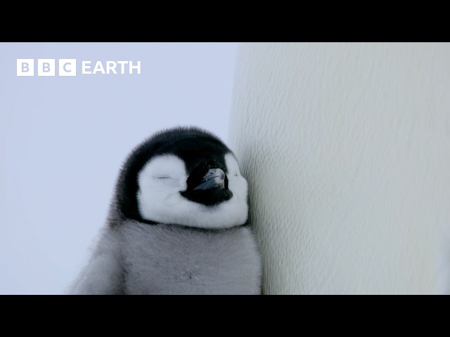 A Penguin Chick's Brave First Steps | BBC Earth