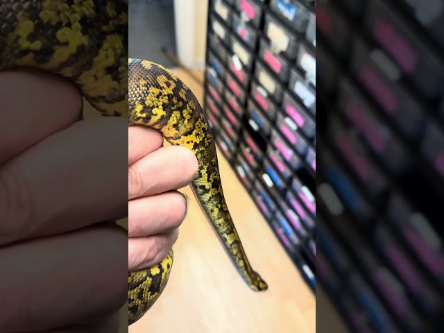 Tornado Ball Python 
