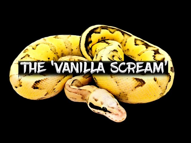 The 'Vanilla Scream' Ball Python!