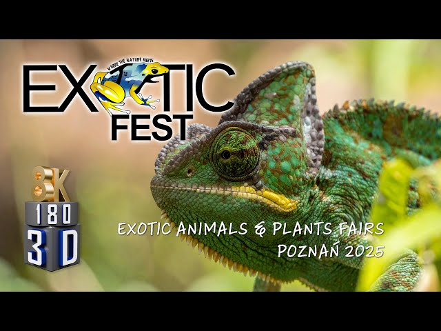Exotic Fest - meet exotic animals in 8K 3D stereo ! 🐍🌿🐠