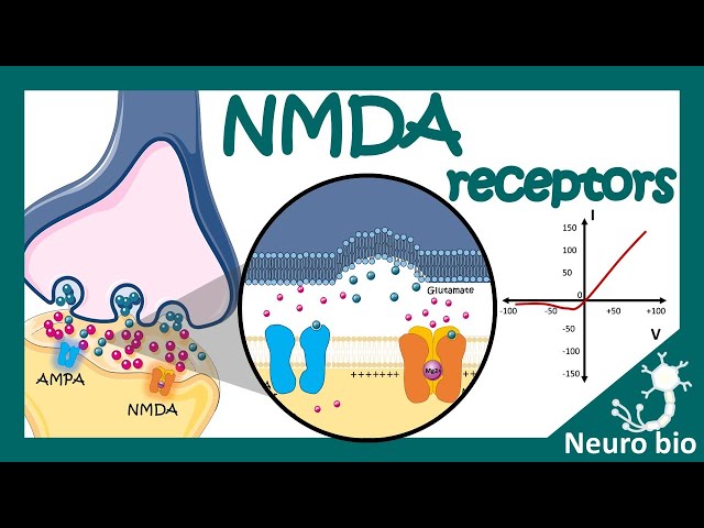 NMDA receptors | How do NMDA receptors work? What happens when you block NMDA receptors? NMDA in LTP
