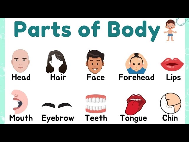 Learn Body Parts Name in English | Human Body Vocabulary for Kids