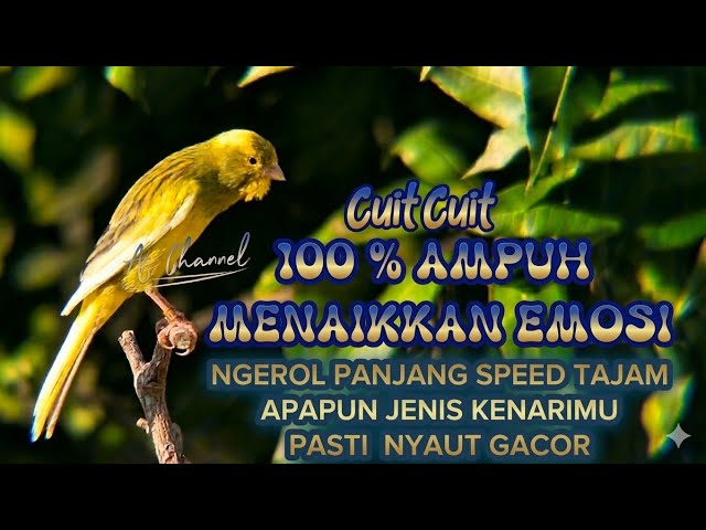 PANCINGAN BURUNG KENARI CUIT CUIT  NGEROL BIKIN EMOSI COCOK BUAT KENARI PAUD AGAR NYAUT CEPAT GACOR