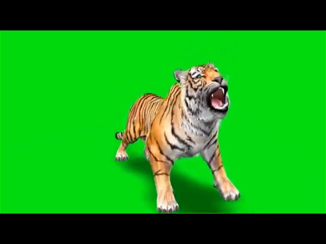 New tiger || green screen lion || no copyright green screen video || download free