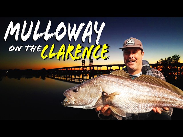 Mulloway on the Clarence River.