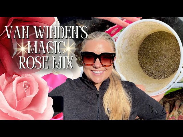 Fertilizing My Roses with Van Winden's MAGIC Rose Mix! 🌹