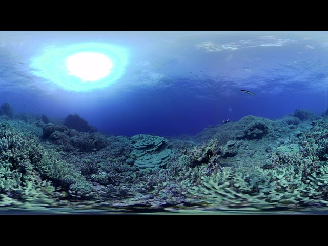 360bubble DEEP - Immersed in the Reef