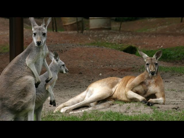 Kangaroo Wildlife Animals Lobster  Meditation, Frequency Vibrations Yoga Stress Relief | Study Music