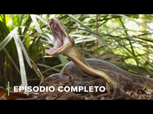 La VIDA SECRETA de las SERPIENTES 🐍 Secretos de Australia 🌏