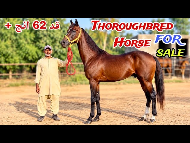 Purebred Thoroughbred Horse For Sale | Premium Race Horse | Champion Bloodline & Pedigree | Lahore