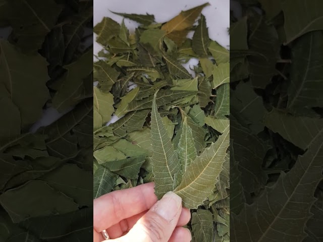 #Neem, propiedades y beneficios
