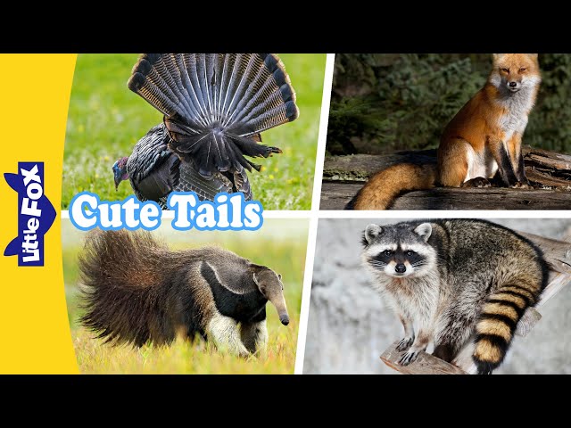 Cute Tails! Adorable Animal Secrets | Cottontail Rabbit, Raccoon, Red Fox, Wild Turkey, Anteater