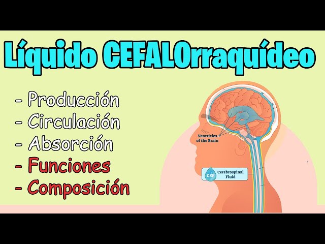 Liquido Cefalorraquídeo (LCR) FUNCIONES,  CIRCULACION, COMPOSICION | MEJOR EXPLICADO